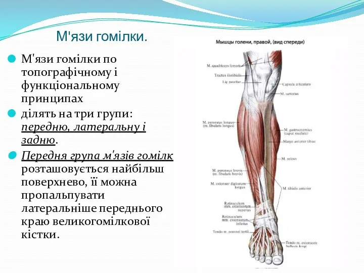 М'язи гомілки. М'язи гомілки по топографічному і функціональному принципах ділять