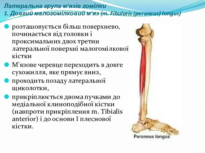 Латеральна група м'язів гомілки 1. Довгий малогомілковий м'яз (m. Fibularis