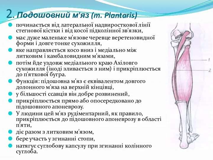 2. Подошовний м'яз (m. Plantaris) починається від латеральної надвиросткової лінії