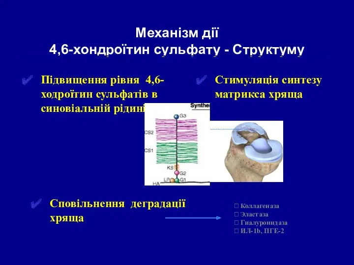 Підвищення рівня 4,6-ходроїтин сульфатів в синовіальній рідині Механізм дії 4,6-хондроїтин