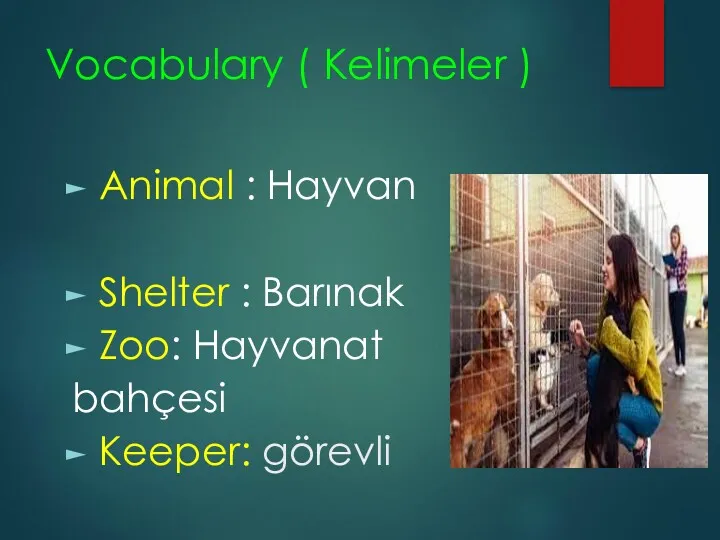 Vocabulary ( Kelimeler ) Animal : Hayvan Shelter : Barınak Zoo: Hayvanat bahçesi Keeper: görevli