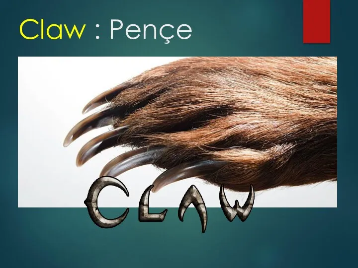 Claw : Pençe