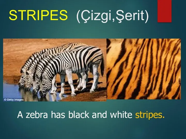 STRIPES (Çizgi,Şerit) A zebra has black and white stripes.