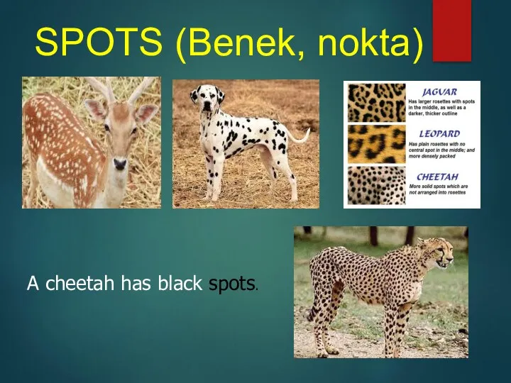 SPOTS (Benek, nokta) A cheetah has black spots.