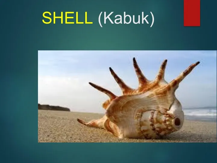 SHELL (Kabuk)