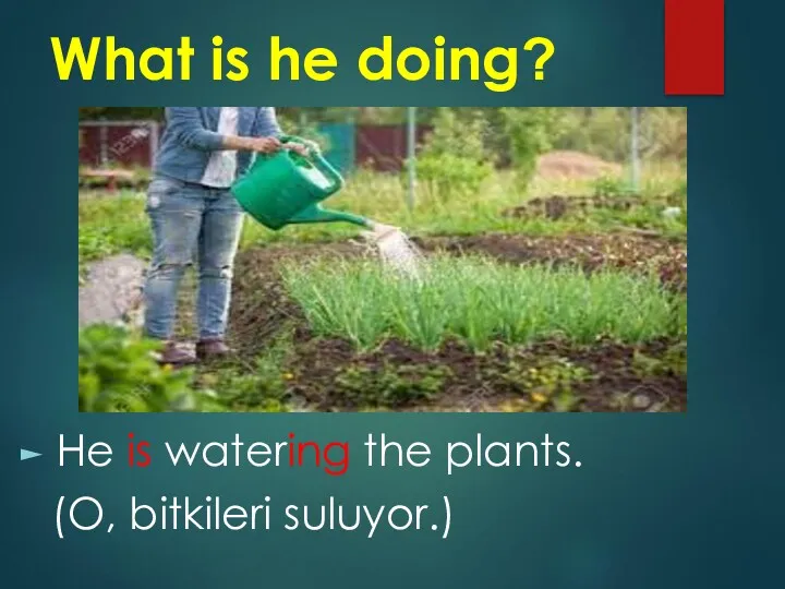 What is he doing? He is watering the plants. (O, bitkileri suluyor.)