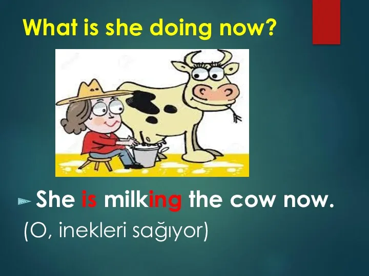 What is she doing now? She is milking the cow now. (O, inekleri sağıyor)