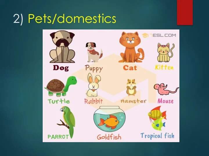 2) Pets/domestics