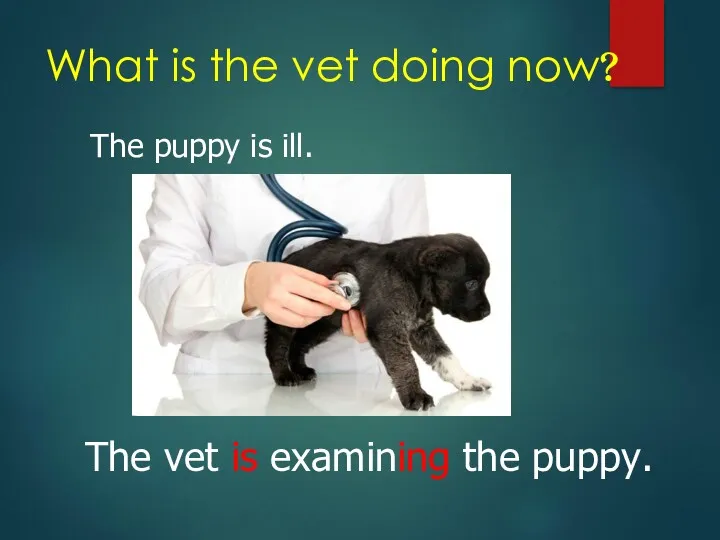 What is the vet doing now? The puppy is ill. The vet is examining the puppy.