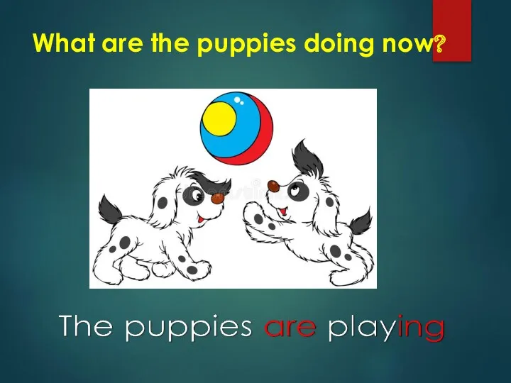 What are the puppies doing now?