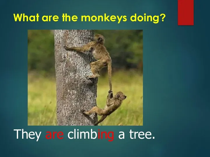 What are the monkeys doing? They are climbing a tree.