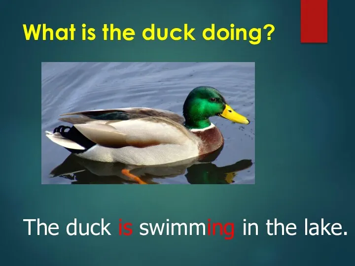 What is the duck doing? The duck is swimming in the lake.