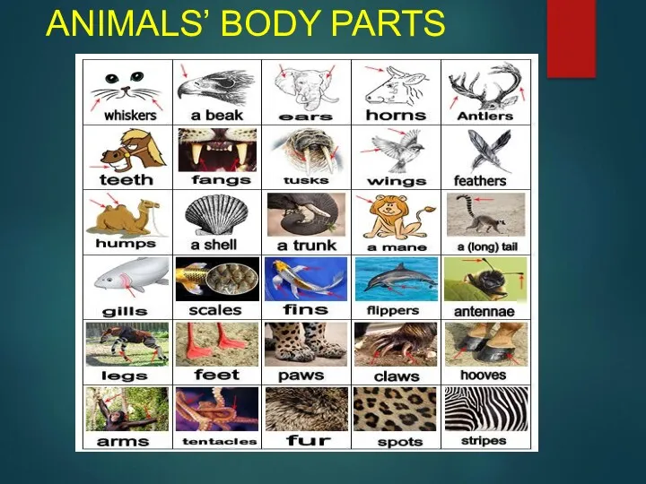 ANIMALS’ BODY PARTS