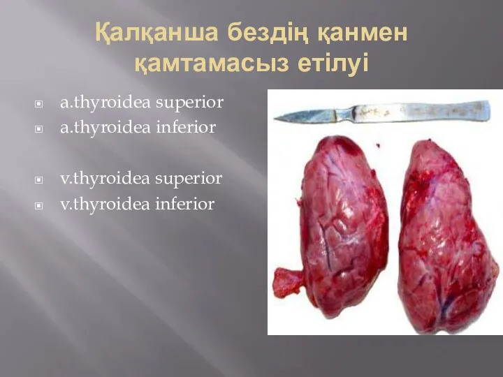 Қалқанша бездің қанмен қамтамасыз етілуі a.thyroidea superior a.thyroidea inferior v.thyroidea superior v.thyroidea inferior