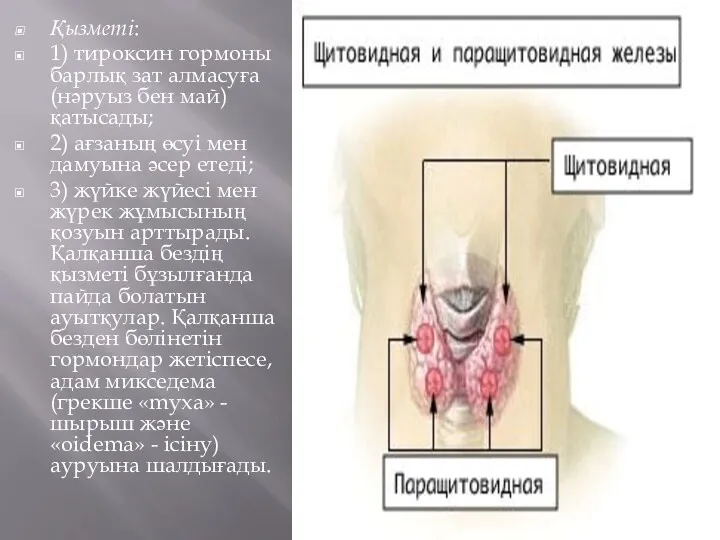 Қызметі: 1) тироксин гормоны барлық зат алмасуға (нәруыз бен май) қатысады; 2) ағзаның