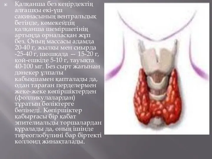 Қалқанша без кеңірдектің алғашқы екі-үш сақинасының вентральдық бетінде, көмекейдің қалқанша шеміршегінің артыңда орналасқан