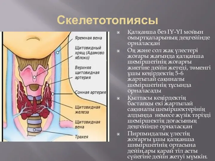 Скелетотопиясы Қалқанша без ІҮ-ҮІ мойын омыртқаларының деңгейінде орналасқан Оң және