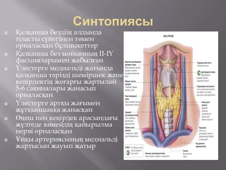 Синтопиясы Қалқанша бездіің алдында тіласты сүйегінен төмен орналасқан бұлшықеттер Қалқанша