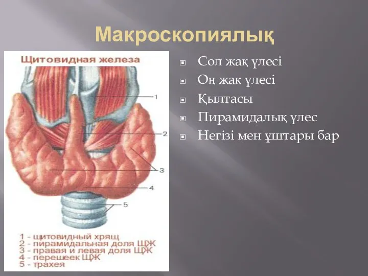 Макроскопиялық Сол жақ үлесі Оң жақ үлесі Қылтасы Пирамидалық үлес Негізі мен ұштары бар