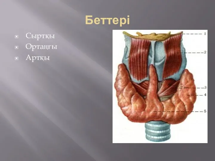 Беттері Сыртқы Ортаңғы Артқы