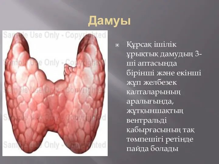 Дамуы Құрсақ ішілік ұрықтық дамудың 3-ші аптасында бірінші және екінші жұп желбезек қалталарының