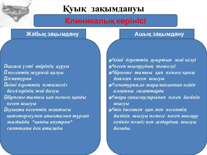 Қуық зақымдануы Клиникалық көрінісі қасаға үсті өңірінің ауруы несептің жүрмей