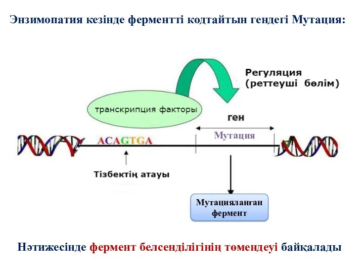 Энзимопатия кезінде ферментті кодтайтын гендегі Мутация: Нәтижесінде фермент белсенділігінің төмендеуі байқалады Мутация Мутацияланған фермент