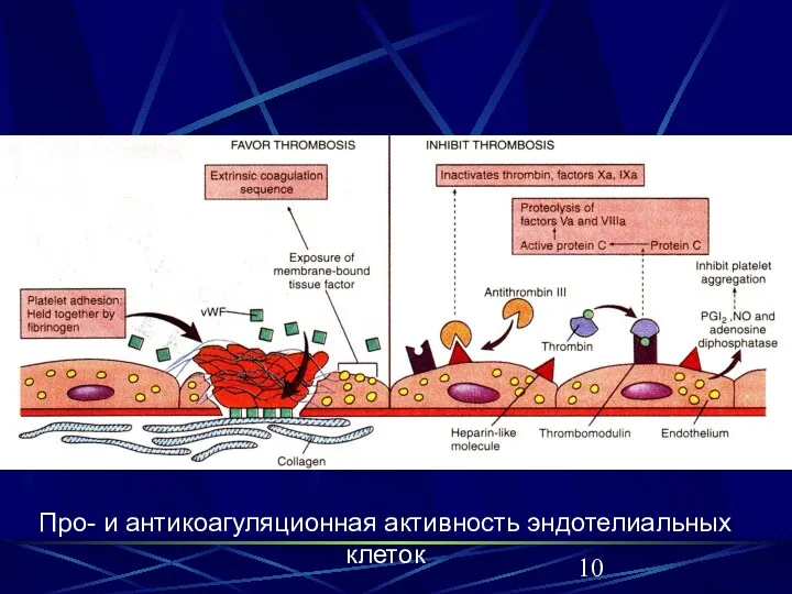 Про- и антикоагуляционная активность эндотелиальных клеток Про- и антикоагуляционная активность эндотелиальных клеток