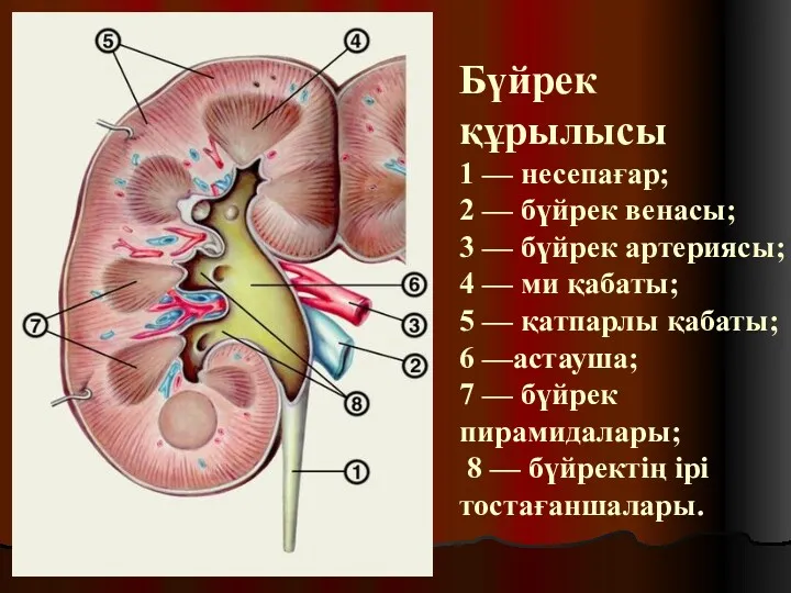 Бүйрек құрылысы 1 — несепағар; 2 — бүйрек венасы; 3