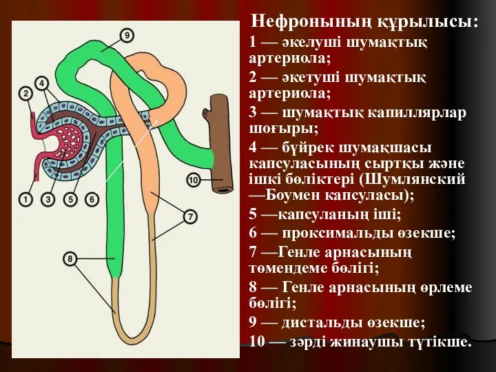 Нефронының құрылысы: 1 — әкелуші шумақтық артериола; 2 — әкетуші