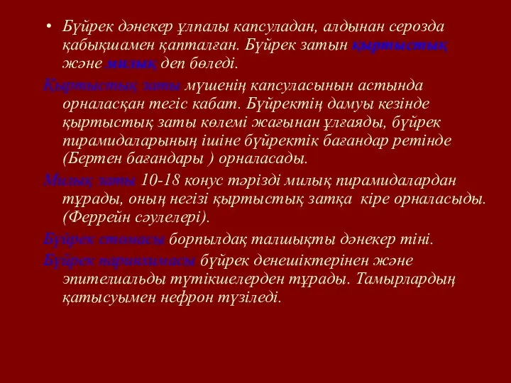 Бүйрек дәнекер ұлпалы капсуладан, алдынан серозда қабықшамен қапталған. Бүйрек затын