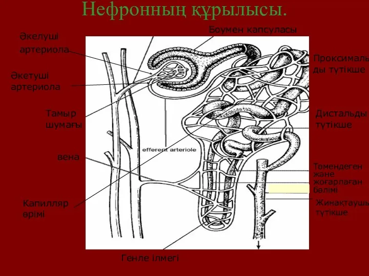 Тамыр шумағы Әкелуші артериола Әкетуші артериола вена Боумен капсуласы Проксимальды