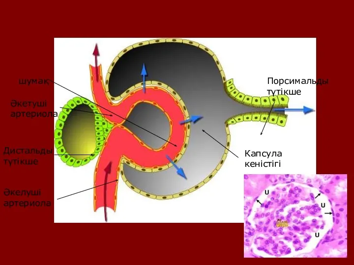 шумақ Әкелуші артериола Әкетуші артериола Дистальды түтікше Порсимальды түтікше Капсула кеністігі