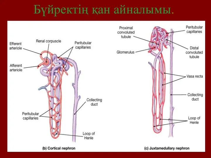 Бүйректің қан айналымы.