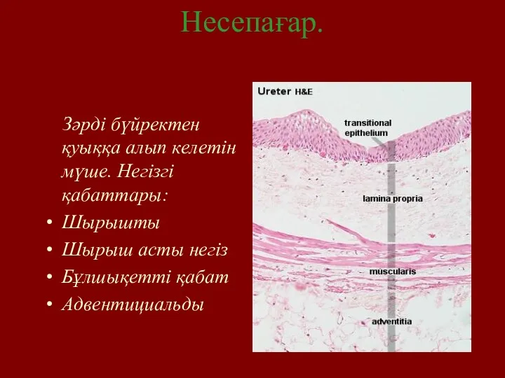 Несепағар. Зәрді бүйректен қуыққа алып келетін мүше. Негізгі қабаттары: Шырышты Шырыш асты негіз Бұлшықетті қабат Адвентициальды