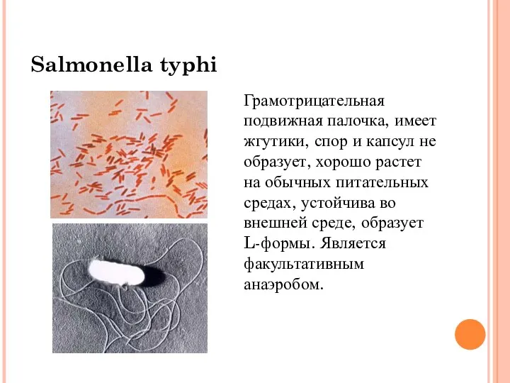 Salmonella typhi Грамотрицательная подвижная палочка, имеет жгутики, спор и капсул