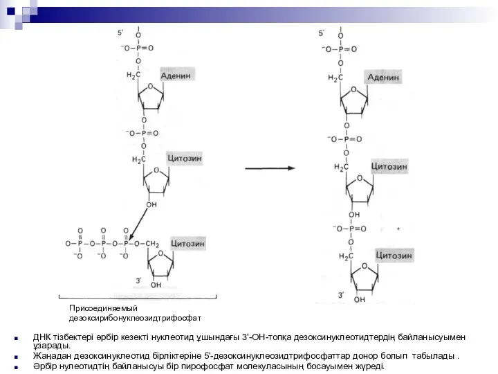 ДНК тізбектері әрбір кезекті нуклеотид ұшындағы 3'-ОН-топқа дезоксинуклеотидтердің байланысуымен ұзарады. Жаңадан дезоксинуклеотид бірліктеріне