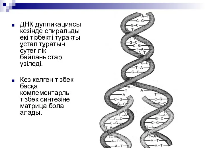 ДНК дупликациясы кезінде спиральды екі тізбекті тұрақты ұстап тұратын сутегілік байланыстар үзіледі. Кез