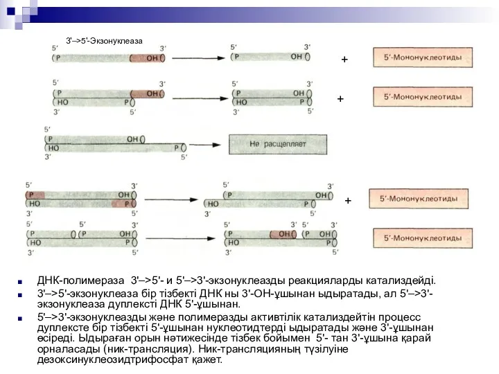 ДНК-полимераза 3'–>5'- и 5'–>3'-экзонуклеазды реакцияларды катализдейді. 3'–>5'-экзонуклеаза бір тізбекті ДНК ны 3'-ОН-ұшынан ыдыратады,