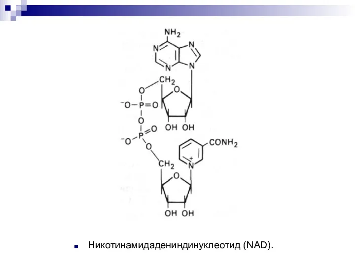 Никотинамидадениндинуклеотид (NAD).