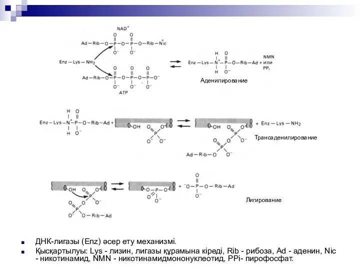 ДНК-лигазы (Enz) әсер ету механизмі. Қысқартылуы: Lys - лизин, лигазы құрамына кіреді, Rib
