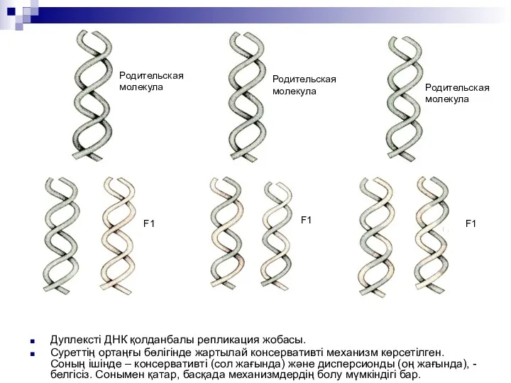 Дуплексті ДНК қолданбалы репликация жобасы. Суреттің ортаңғы бөлігінде жартылай консервативті механизм көрсетілген. Соның