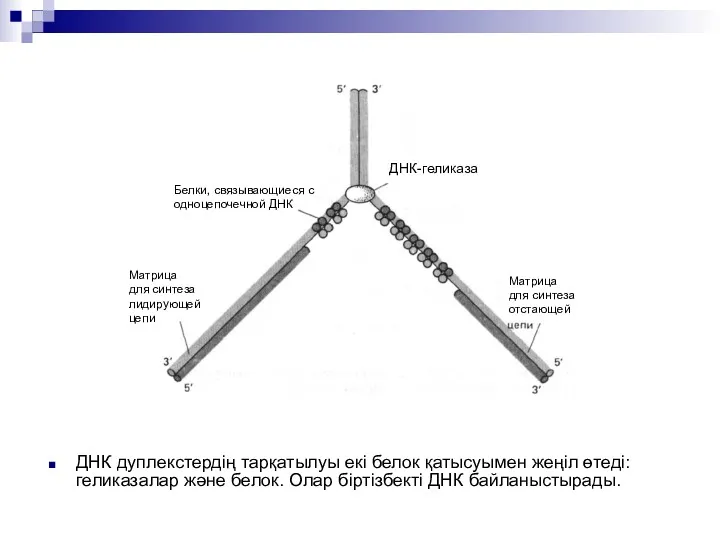 ДНК дуплекстердің тарқатылуы екі белок қатысуымен жеңіл өтеді:геликазалар және белок. Олар біртізбекті ДНК