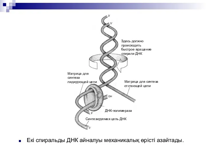 Екі спиральды ДНК айналуы механикалық өрісті азайтады. Здесь должно происходить быстрое вращение спирали