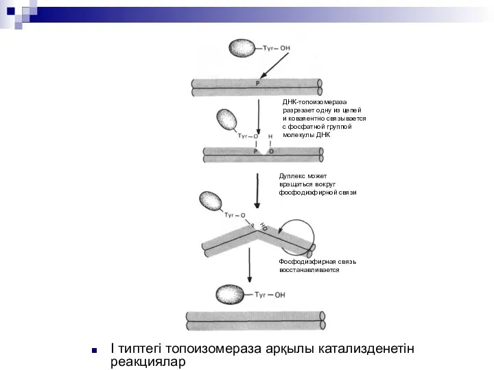 I типтегі топоизомераза арқылы катализденетін реакциялар ДНК-топоизомераза разрезает одну из цепей и коваяентно
