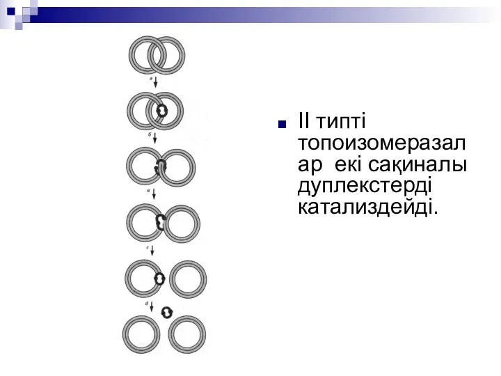 II типті топоизомеразалар екі сақиналы дуплекстерді катализдейді.