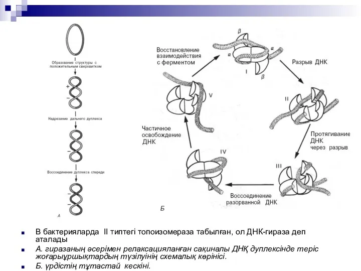 В бактерияларда II типтегі топоизомераза табылған, ол ДНК-гираза деп аталады А. гиразаның әсерімен