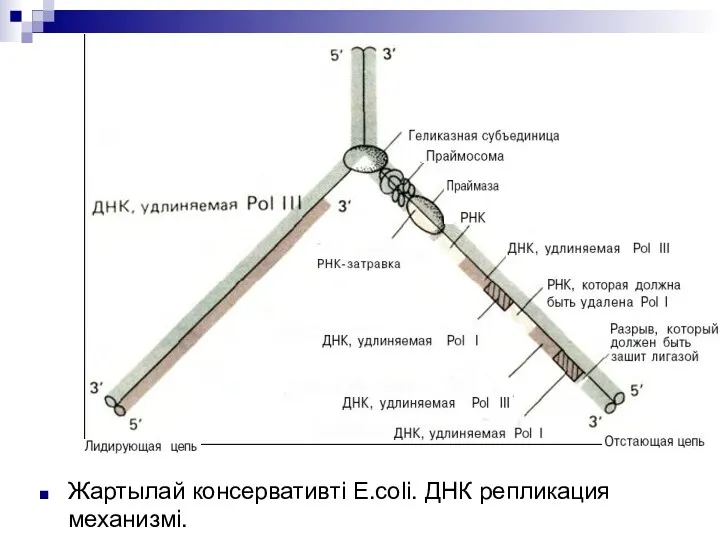 Жартылай консервативті Е.соli. ДНК репликация механизмі.