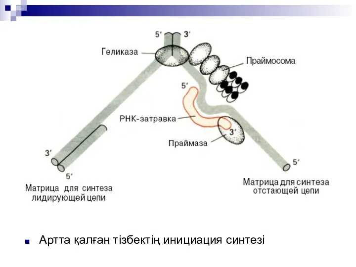 Артта қалған тізбектің инициация синтезі