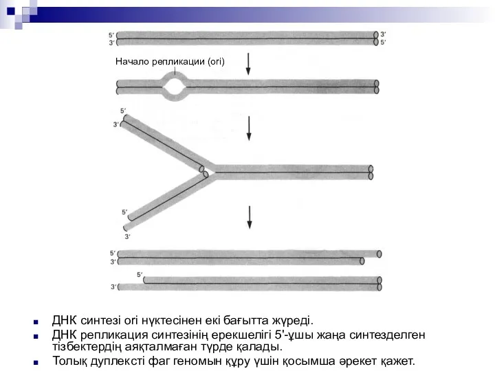ДНК синтезі ori нүктесінен екі бағытта жүреді. ДНК репликация синтезінің ерекшелігі 5'-ұшы жаңа